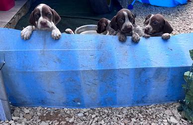 Cani da caccia