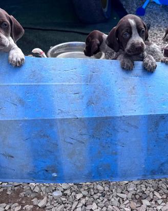 Cani da caccia