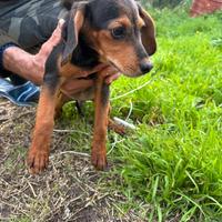 Cane di caccia