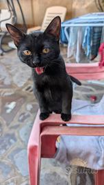 Cuccioli gatto