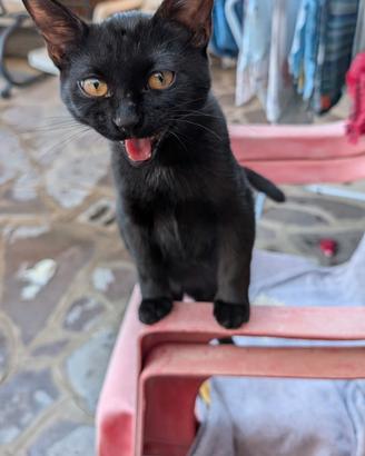 Cuccioli gatto