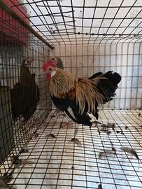 Olandesine nane colorazione argento