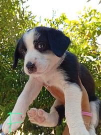 Cuccioli taglia piccola