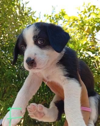 Cuccioli taglia piccola