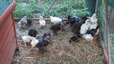 Pulcini Marans