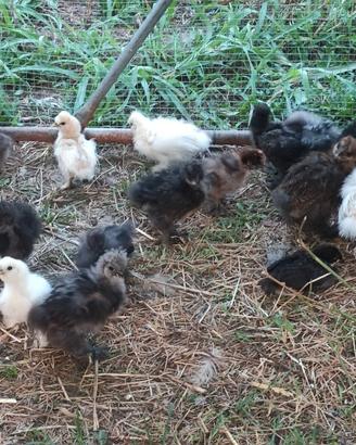 Pulcini Marans