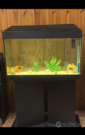 Acquario