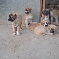 Cuccioli di pastore dell Asia Centrale