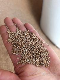 Semi di coriandolo Biologico