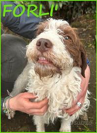Forli' giovane cagnolino con una brutta patologia