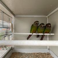 Pyrrhura picta roseifrons/ Conuro fronte rosa