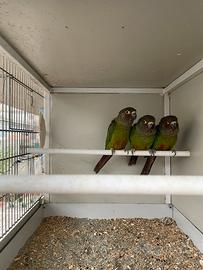 Pyrrhura picta roseifrons/ Conuro fronte rosa