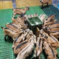 Capre camosciata delle alpi