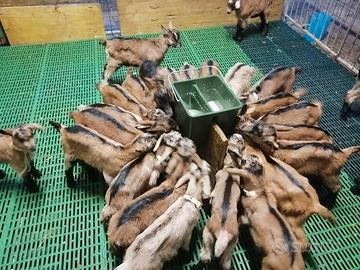 Capre camosciata delle alpi