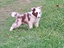 Immagine 1
