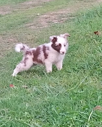 Border collie