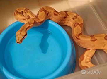 Boa constrictor imperator femmina