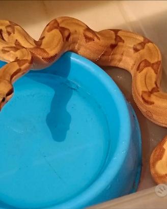 Boa constrictor imperator femmina