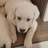 Disponibili labrador retriever