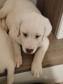 Disponibili labrador retriever