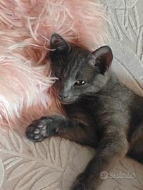 gattini grigi Blue ruso