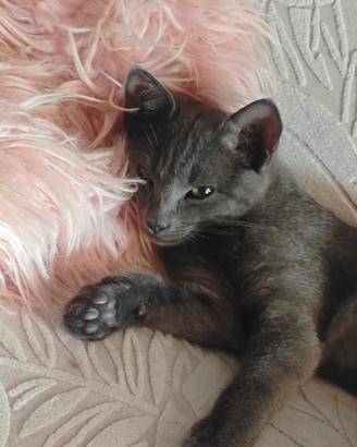 gattini grigi Blue ruso
