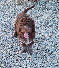 Lagotto Romagnolo