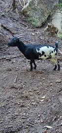 Caprette tibetane femmine