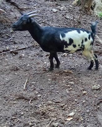 Caprette tibetane femmine