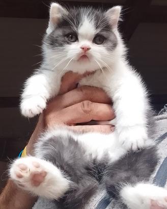 British shorthair