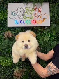 Cuccioli di chow chow M e F