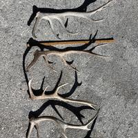 Corna per arredamento