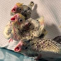 Calopsite da allevare a mano