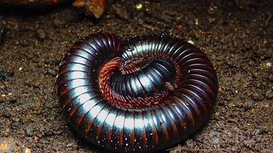 Millepiedi Gigante Africano (Archispirostreptus gi