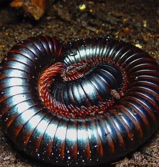 Millepiedi Gigante Africano (Archispirostreptus gi