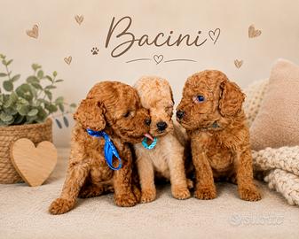 Cuccioli di barboncino nano/toy