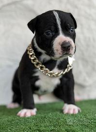 Pitbull