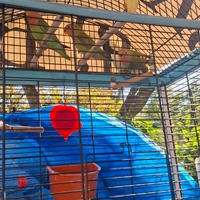 Pappagalli Inseparabili