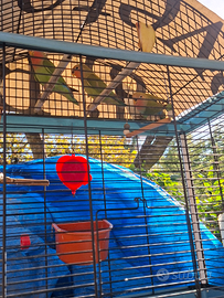 Pappagalli Inseparabili