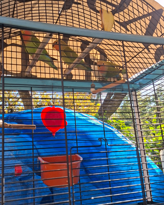 Pappagalli Inseparabili