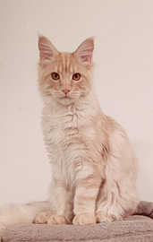 Cuccioli Maine Coon pedigree Anfi libero