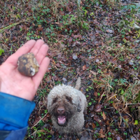 Cane da tartufo, addestramento