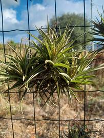 pianta di tillandsia aeranthos