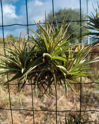 pianta di tillandsia aeranthos