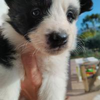 Border collie