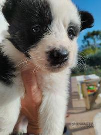Border collie