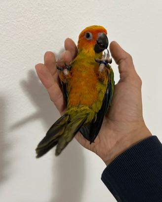 Conuro del sole