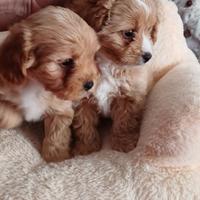 Maltipoo