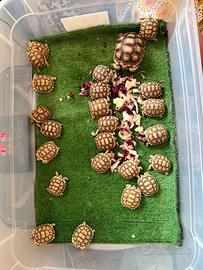 Sulcata africana