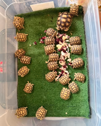 Sulcata africana